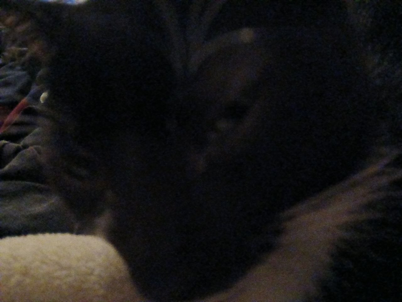 Cat 1