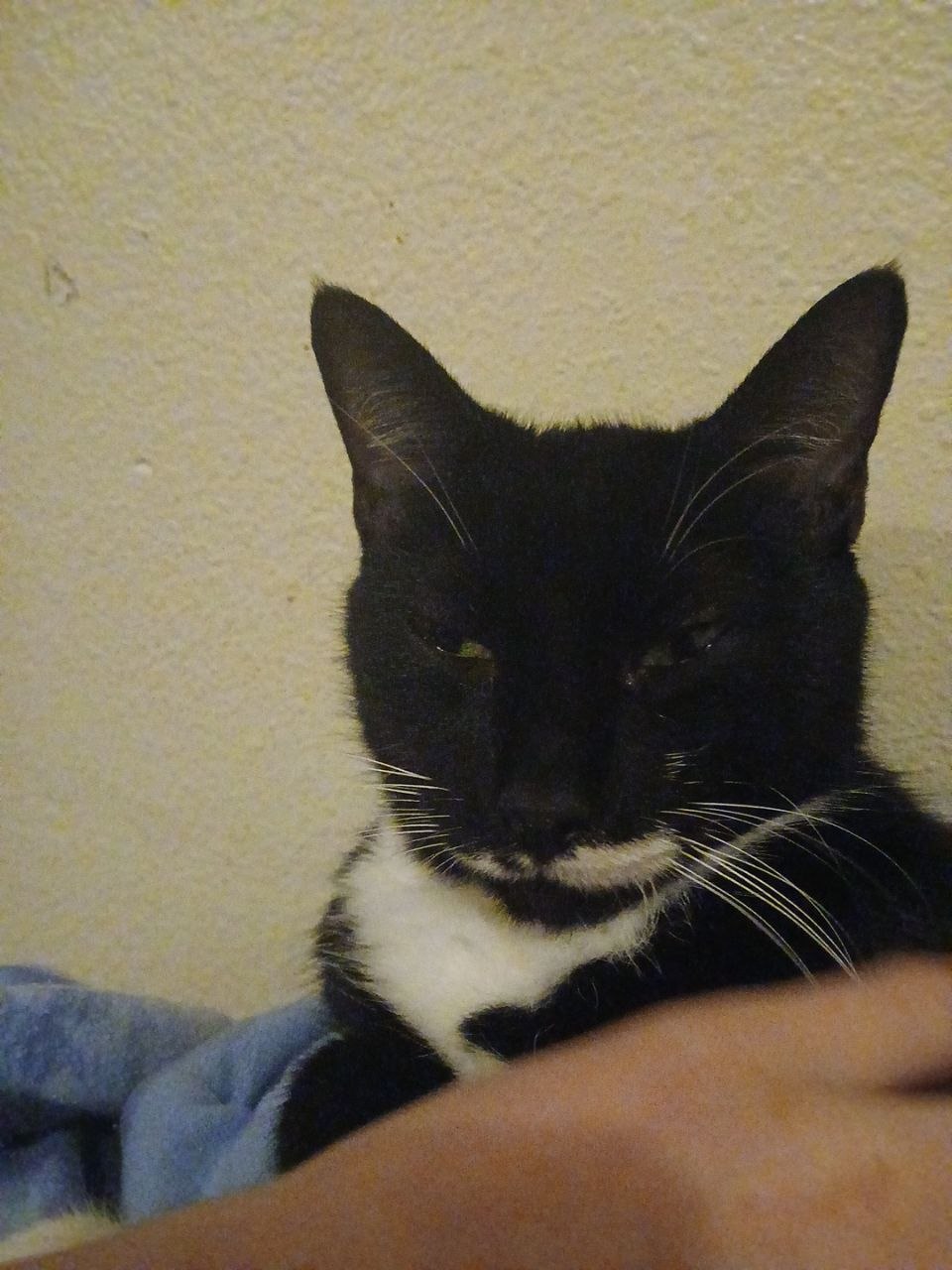 Cat 2