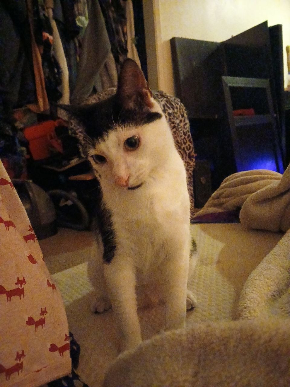 Cat 3