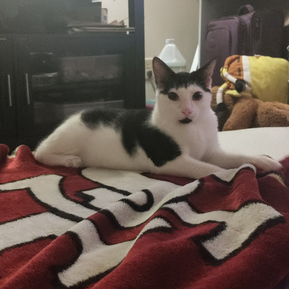 Cat 4